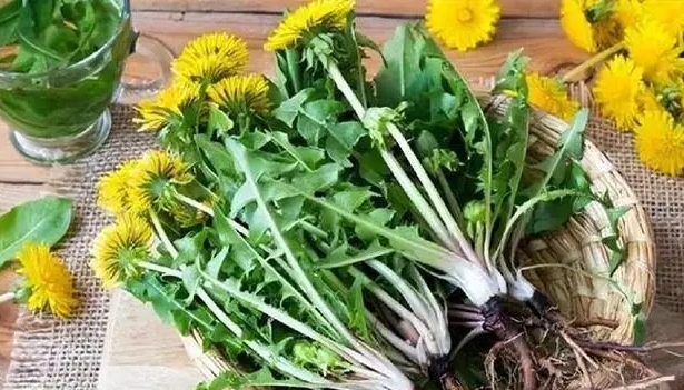 ¿Qué cambios ves en tu cuerpo al beber diente de león todos los días? ¿Es el extracto de diente de león verdadero para el anti cáncer?