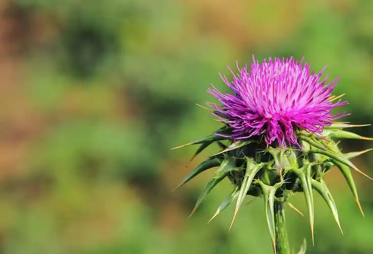 ¿Qué enfermedades se pueden usar la silimarina para tratar?